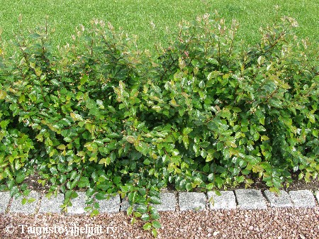 Cotoneaster lucidus